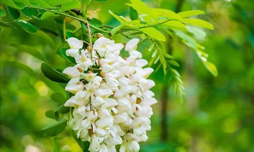 泌淋清胶囊一次吃几颗-【泌淋清胶囊价格多少钱一盒】泌淋清胶囊 - 泌淋清胶囊的价格网
