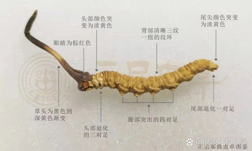泌淋清胶囊价格表-【泌淋清胶囊价格多少钱一盒】泌淋清胶囊 - 泌淋清胶囊的价格网